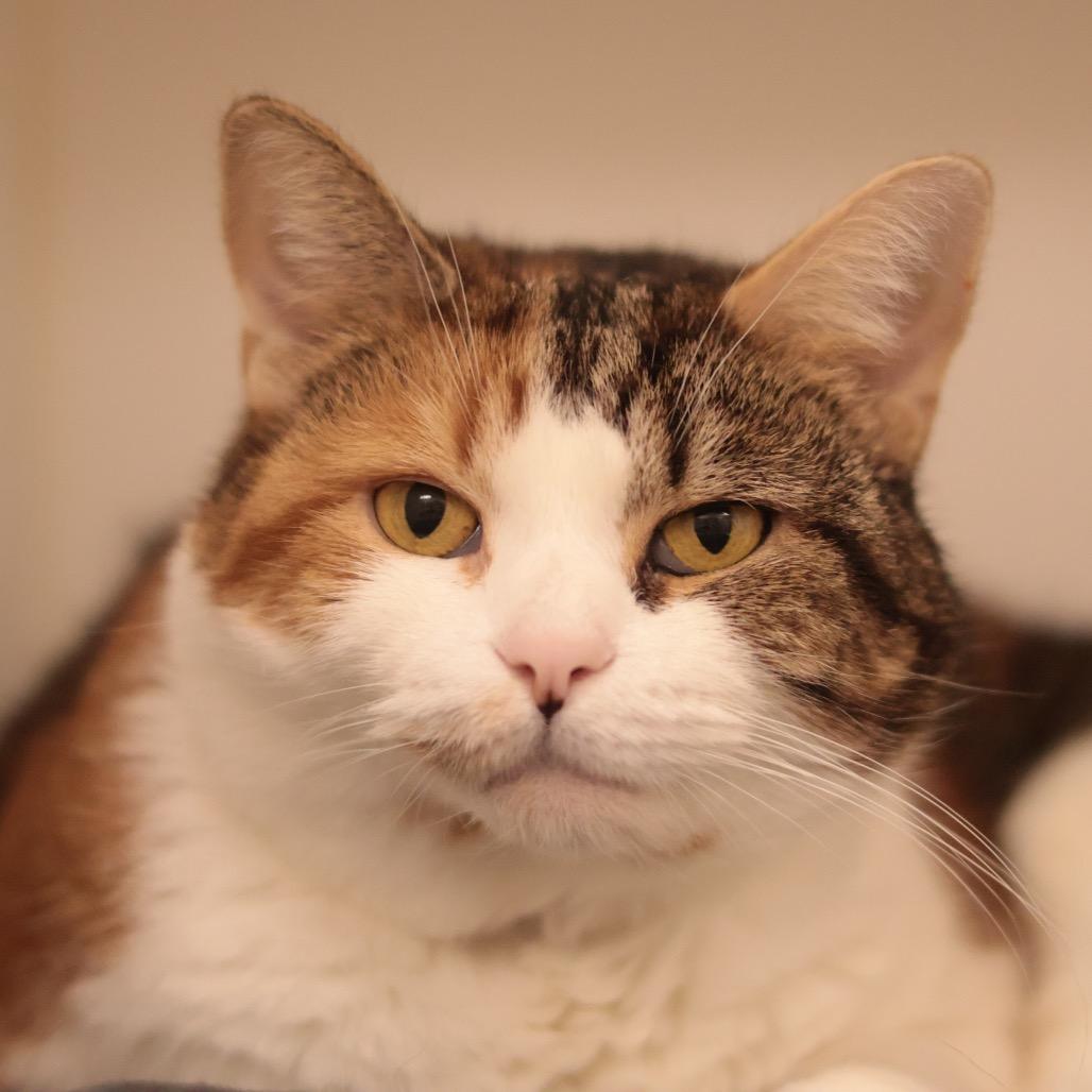 Miss Millie, Adoptable, Senior Female Domestic Medium Hair & Mixed Breed.