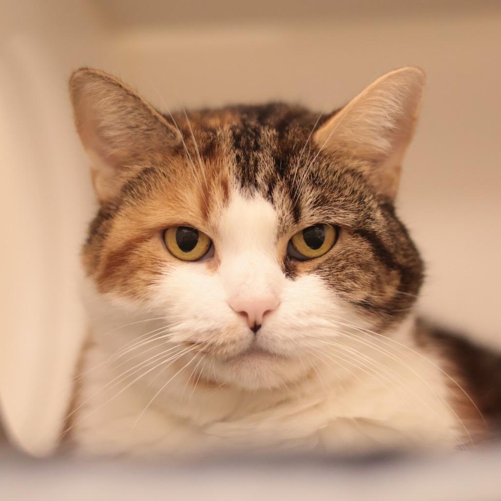 Enlarge Miss Millie, a Adoptable mixed breed in Philadelphia, PA image 2/6