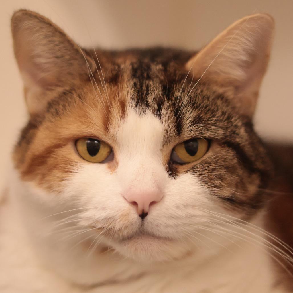 Enlarge Miss Millie, a Adoptable mixed breed in Philadelphia, PA image 3/6
