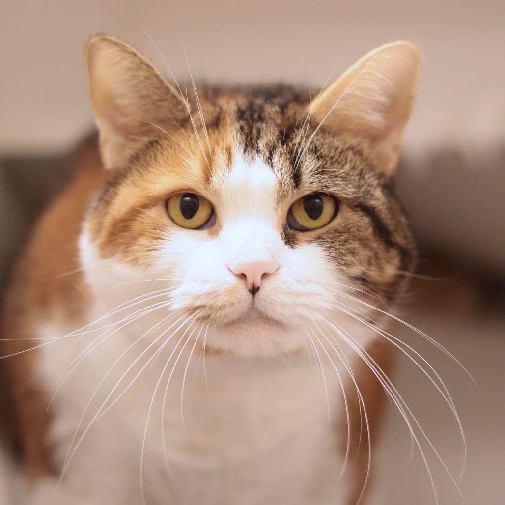 Enlarge Miss Millie, a Adoptable mixed breed in Philadelphia, PA image 4/6