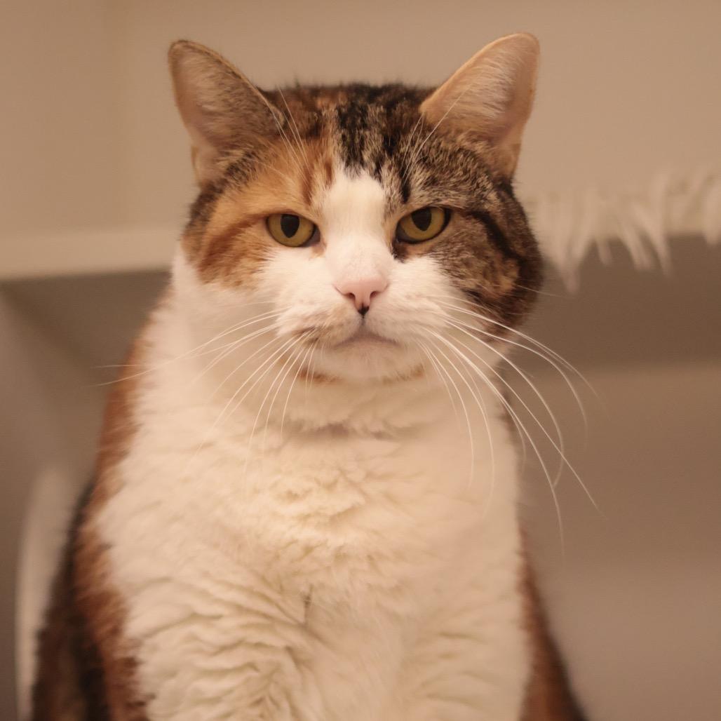 Enlarge Miss Millie, a Adoptable mixed breed in Philadelphia, PA image 5/6