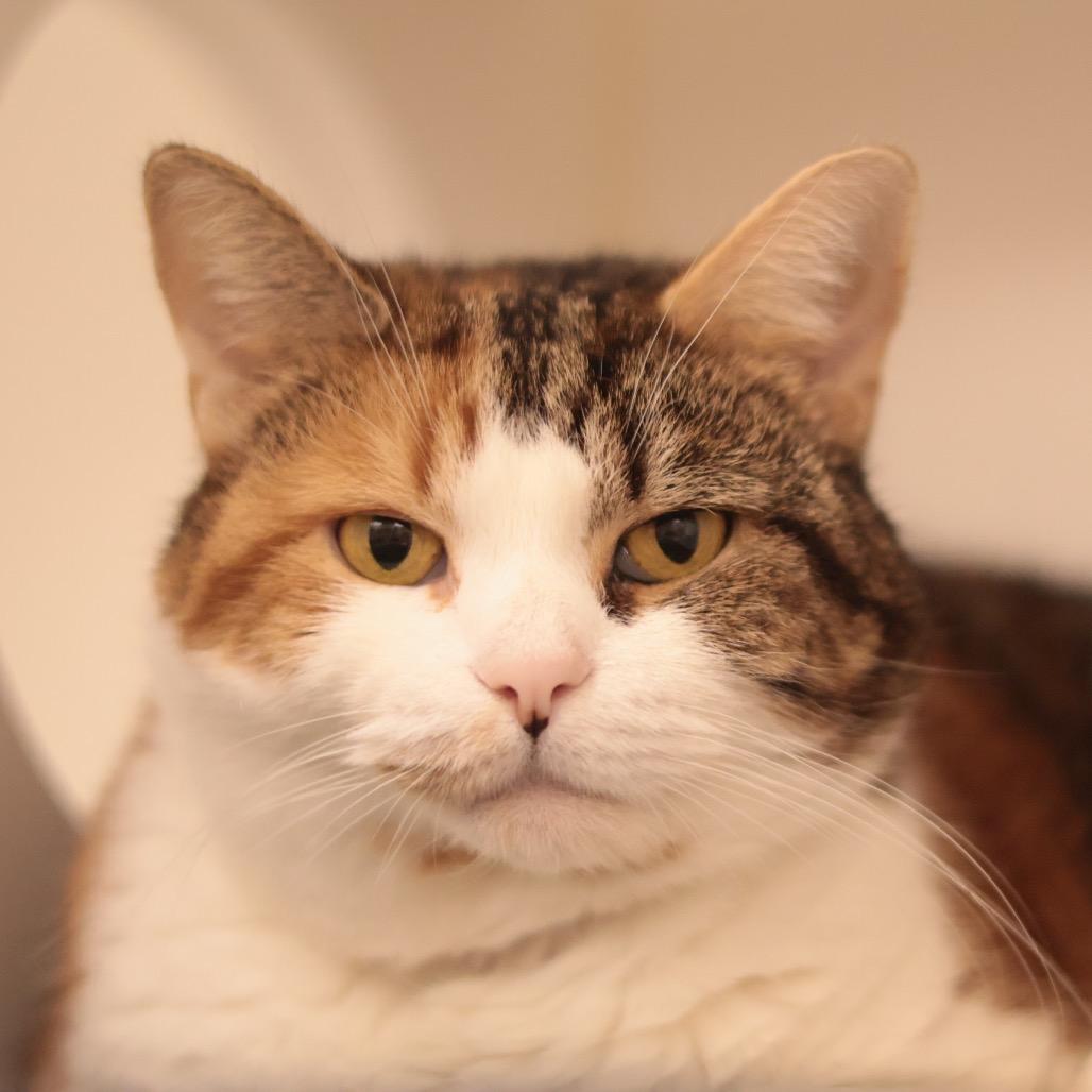Enlarge Miss Millie, a Adoptable mixed breed in Philadelphia, PA image 6/6
