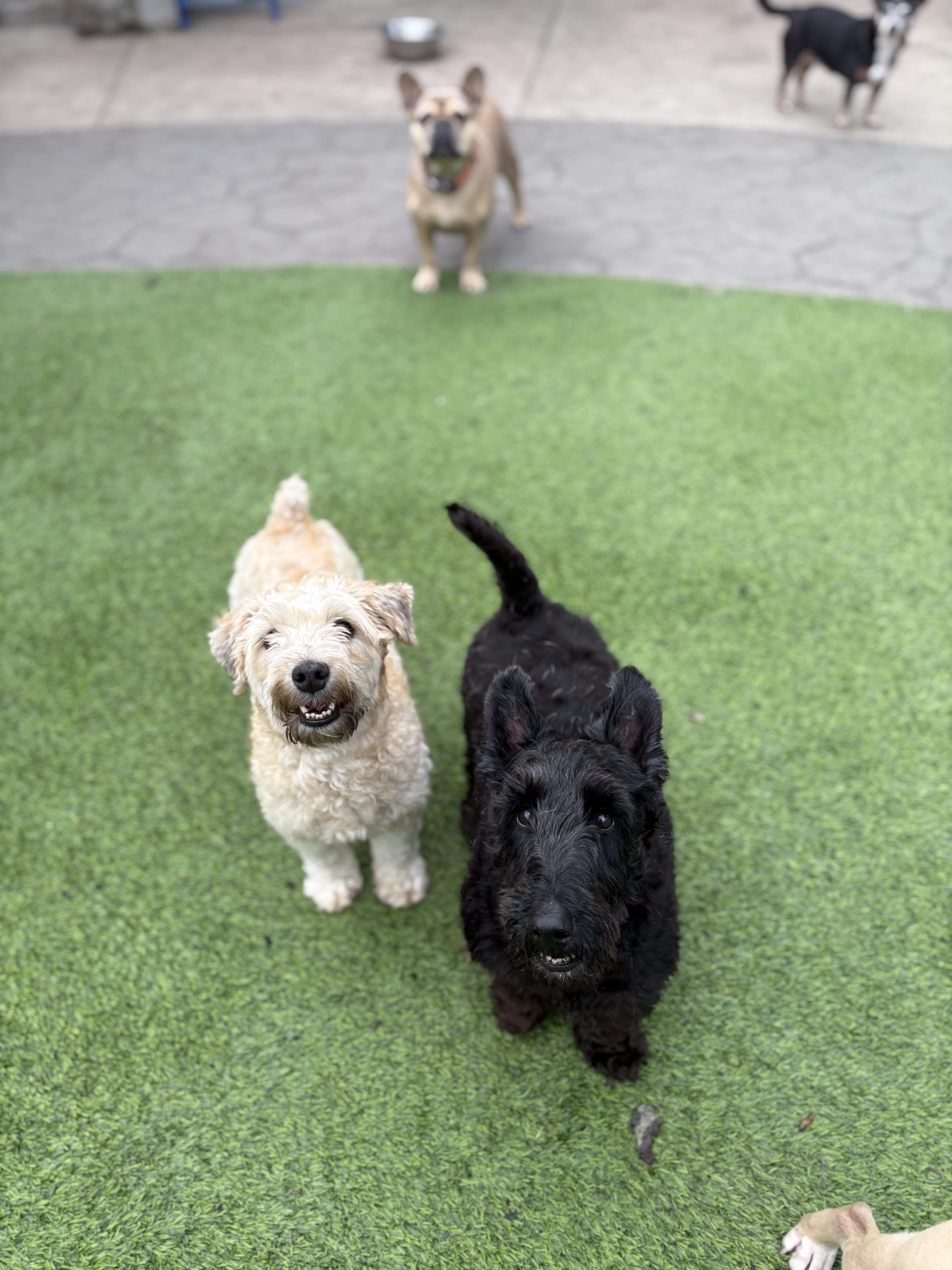 Enlarge Doris and Hogan, a Adoptable mixed breed in Rockaway, NJ image 6/6