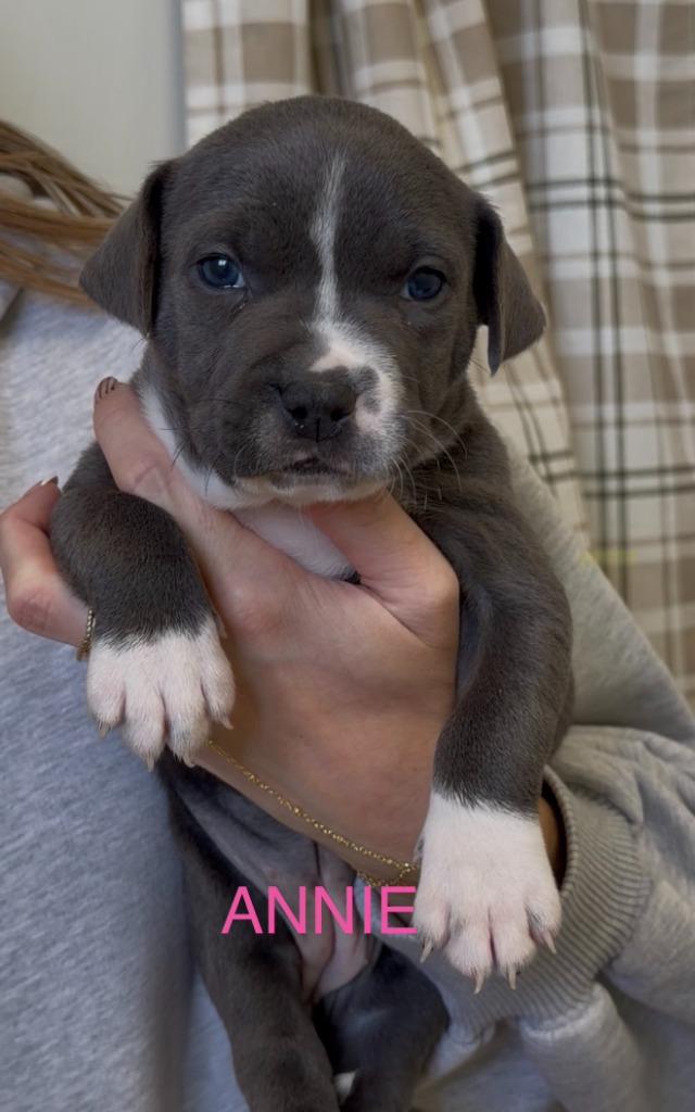 Enlarge Annie, a Adoptable mixed breed in Centralia, IL image 2/3