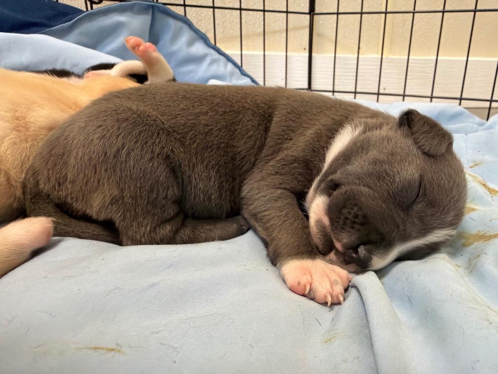 Enlarge Annie, a Adoptable mixed breed in Centralia, IL image 3/3