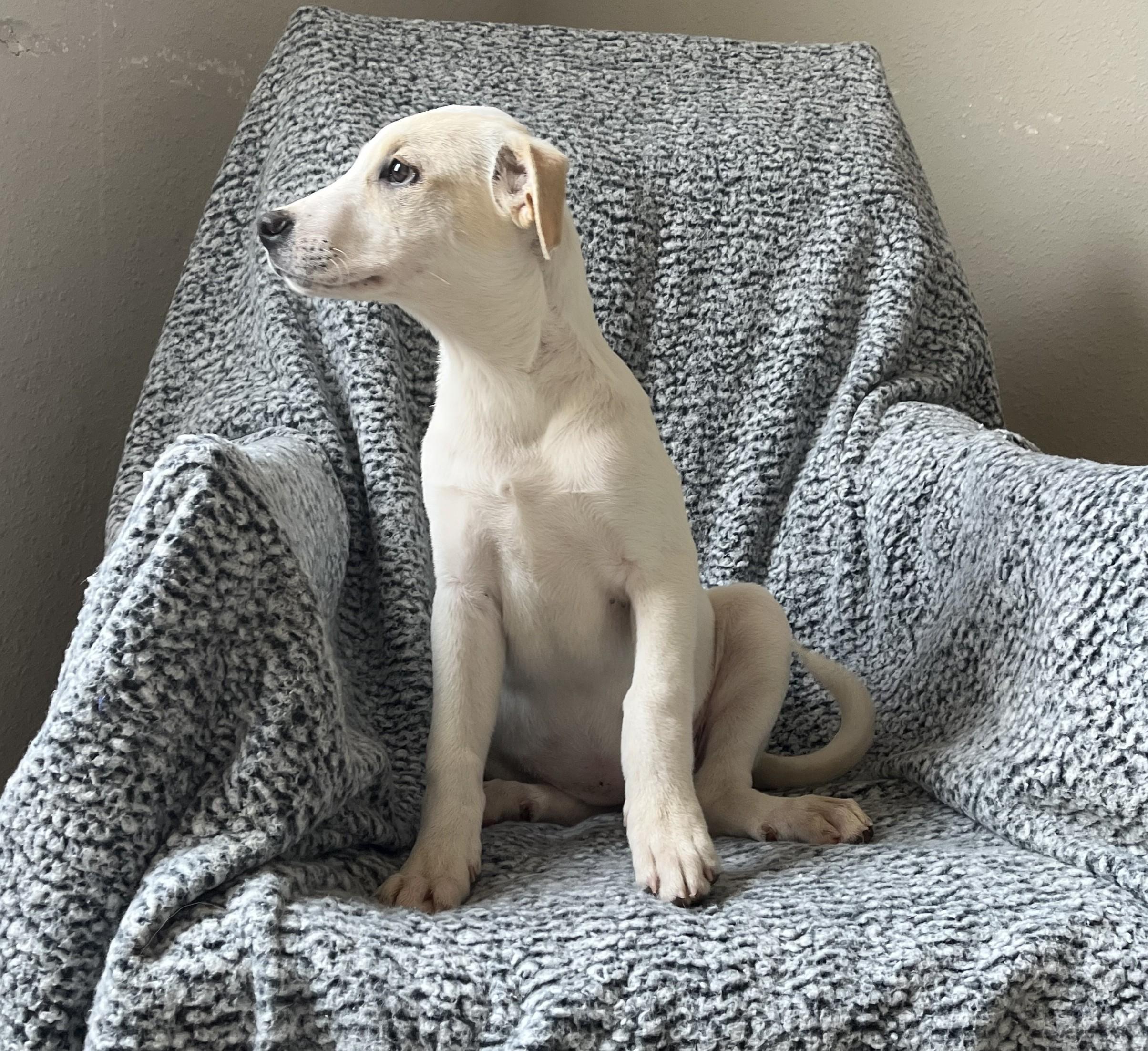 Daisy, Baby Female Labrador Retriever