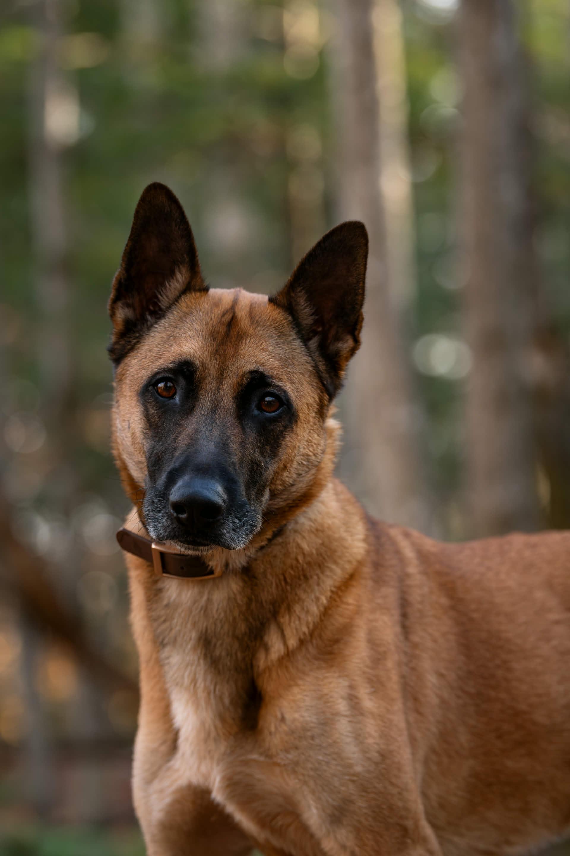 Soup, Adoptable, Adult Male Belgian Shepherd / Malinois.