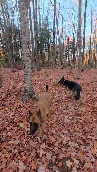 Enlarge Soup, a Adoptable Belgian Shepherd / Malinois in Montreal, QC video 6/6
