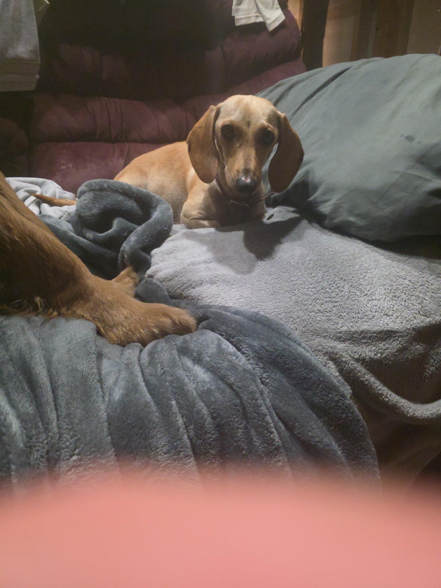 Enlarge Ms weenie , a ADOPTABLE Dachshund in South Amboy, NJ image 2/4