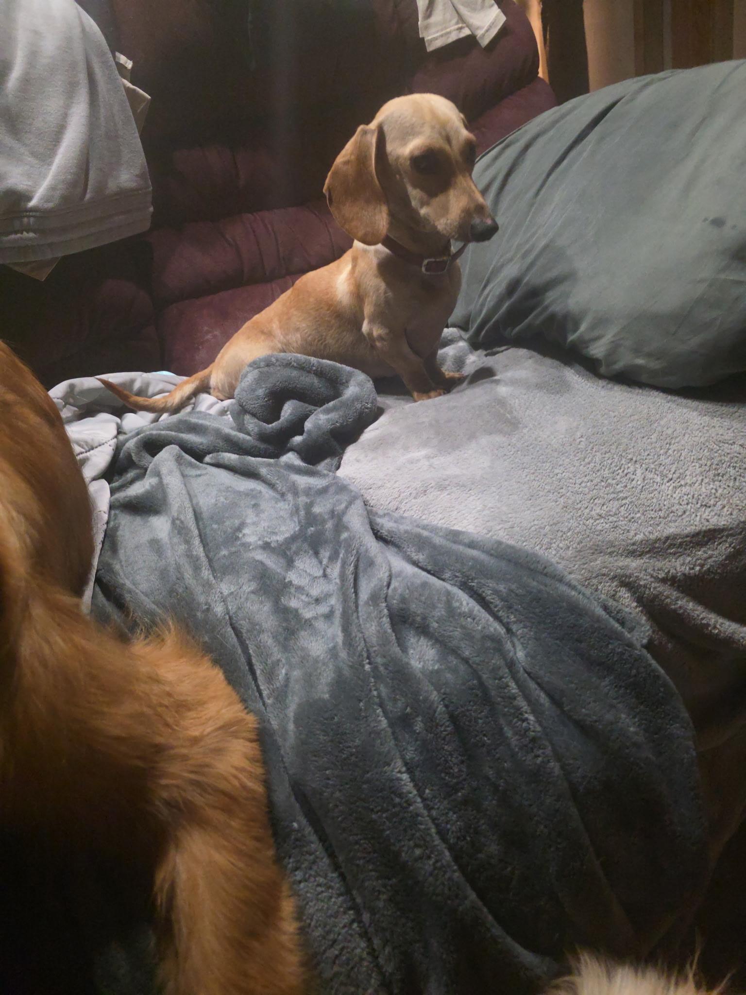 Enlarge Ms weenie , a ADOPTABLE Dachshund in South Amboy, NJ image 4/4