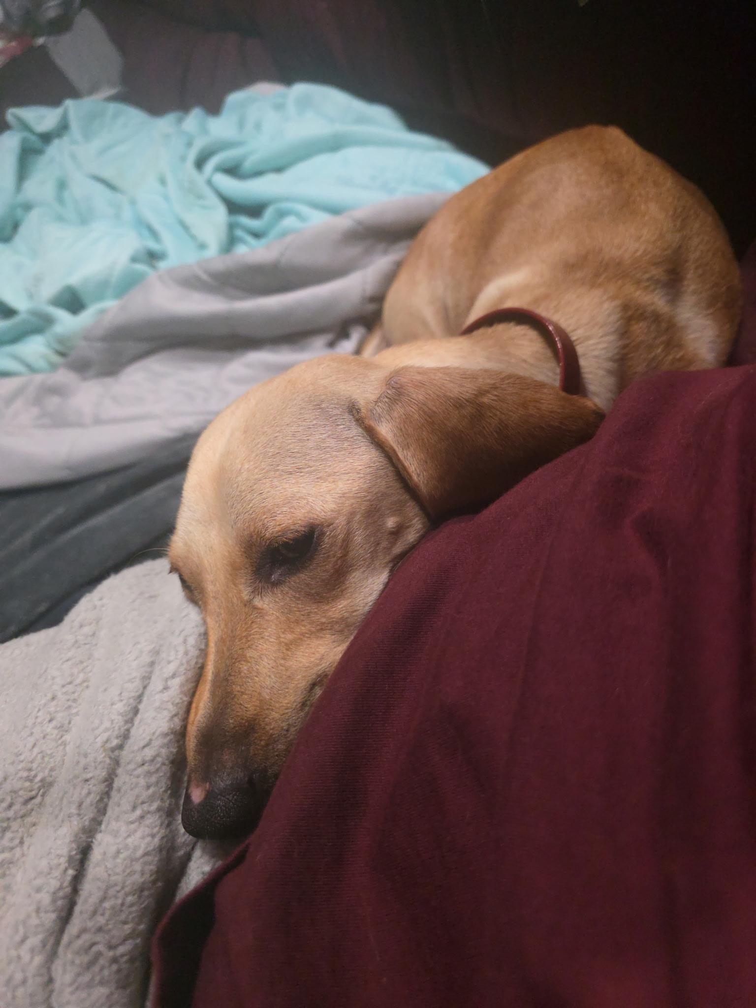 Enlarge Ms weenie , a ADOPTABLE Dachshund in South Amboy, NJ image 1/4