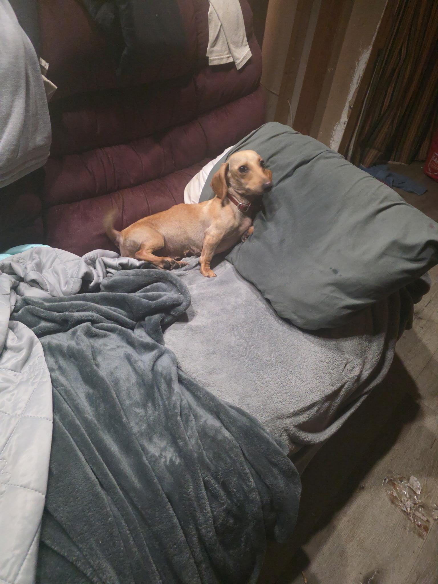 Enlarge Ms weenie , a ADOPTABLE Dachshund in South Amboy, NJ image 3/4