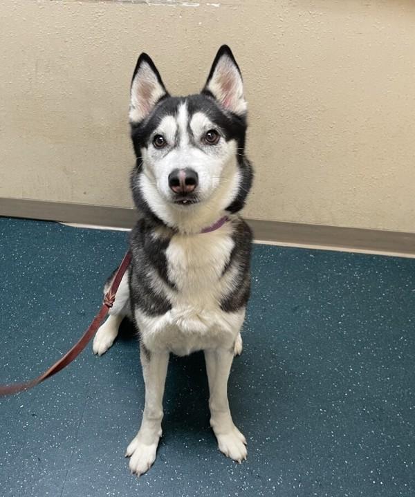 Enlarge Odin, a Adoptable mixed breed in Oceanside, CA image 1/1