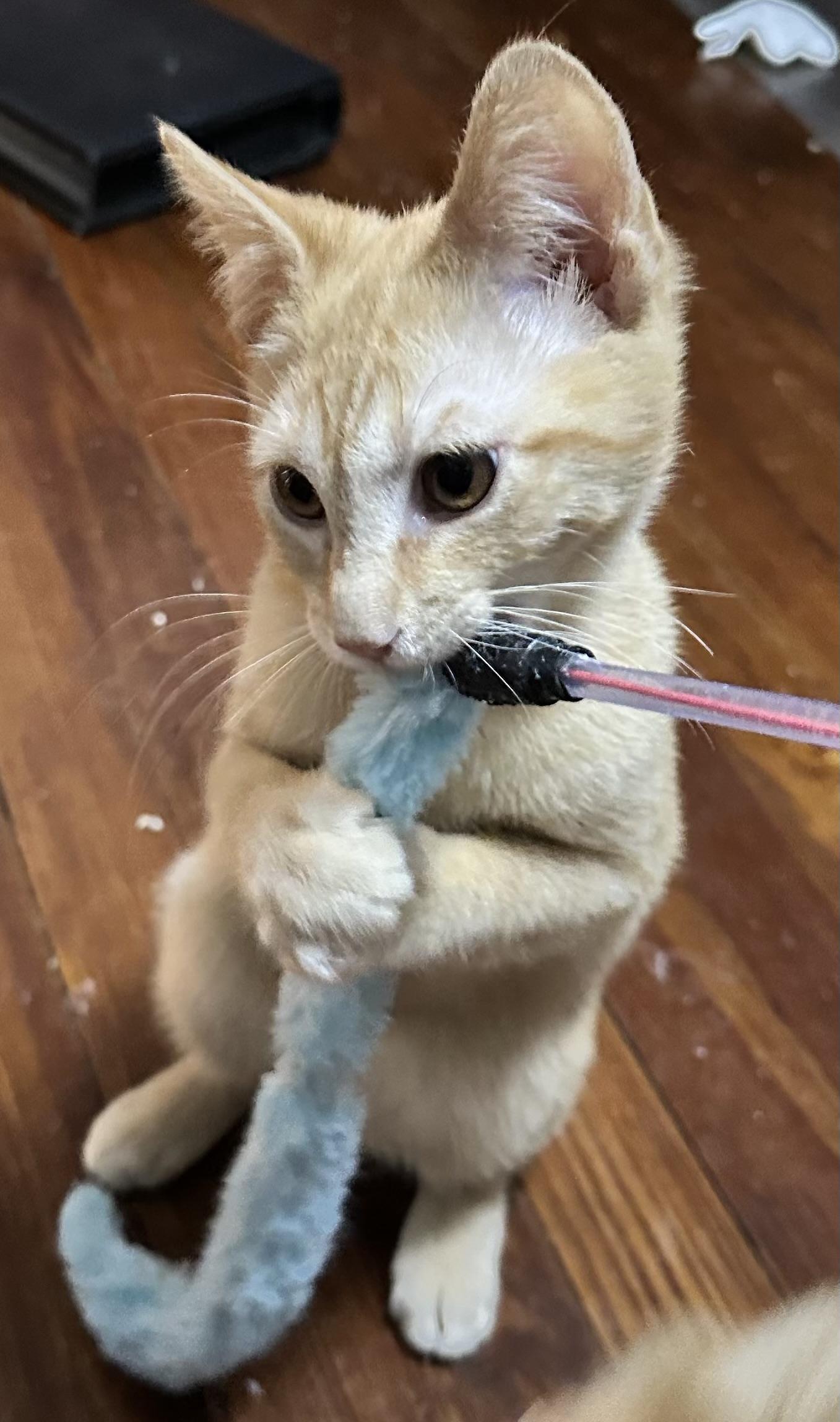 Enlarge Dougal , a Adoptable Domestic Short Hair in Wallingford, CT image 1/1