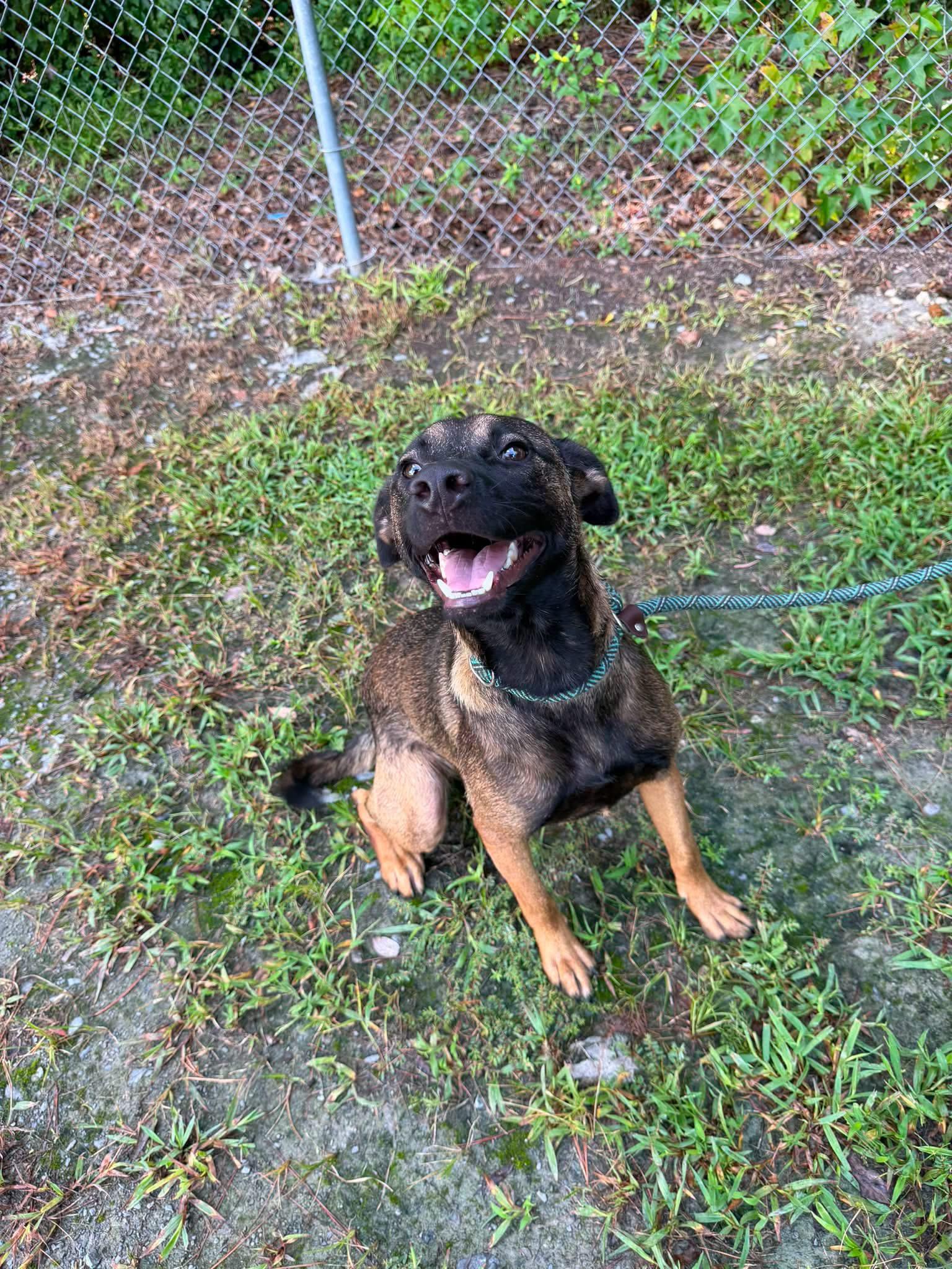 Memphis, ADOPTABLE, Adult Male Mixed Breed.
