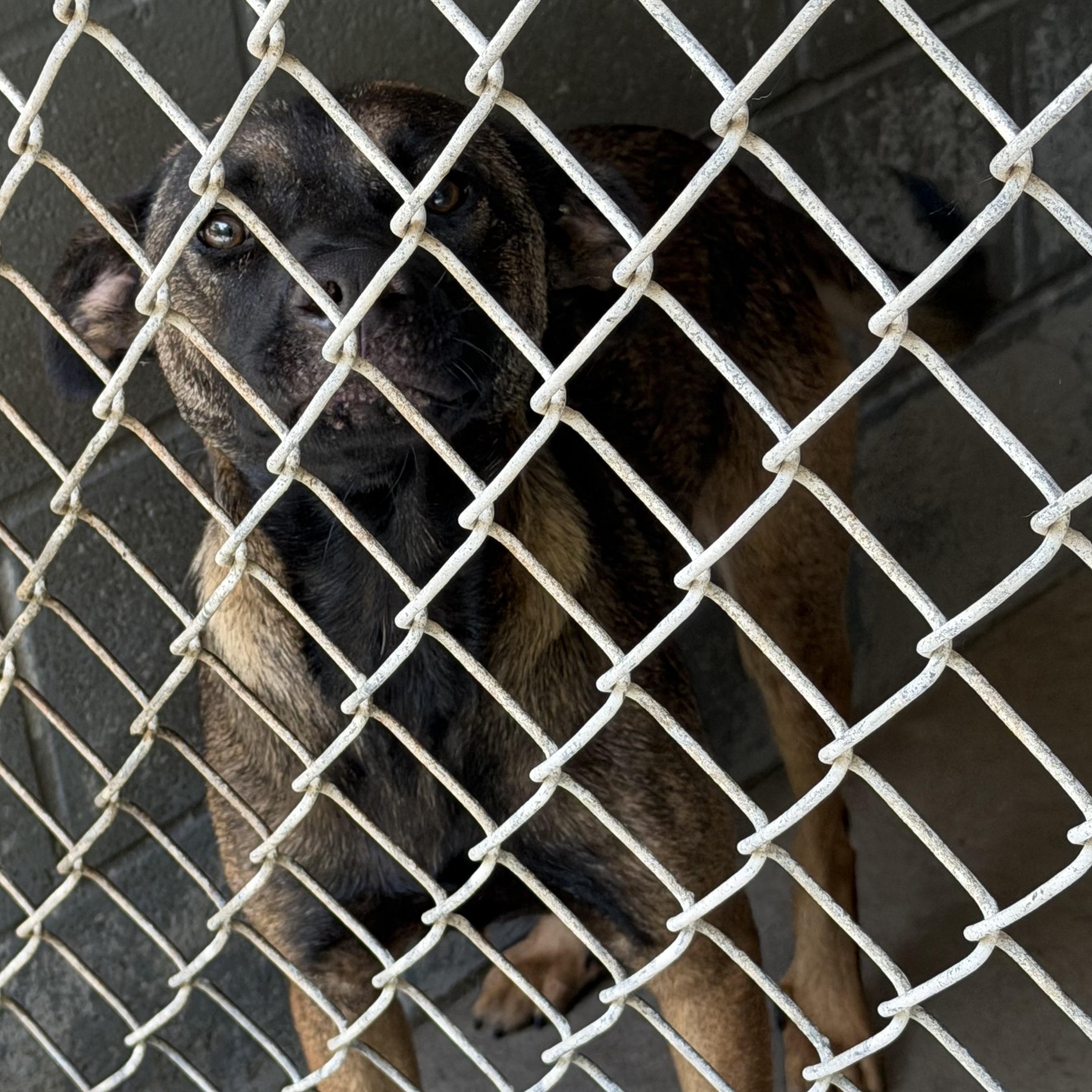 Enlarge Memphis, a ADOPTABLE mixed breed in Elizabethtown, NC image 2/3