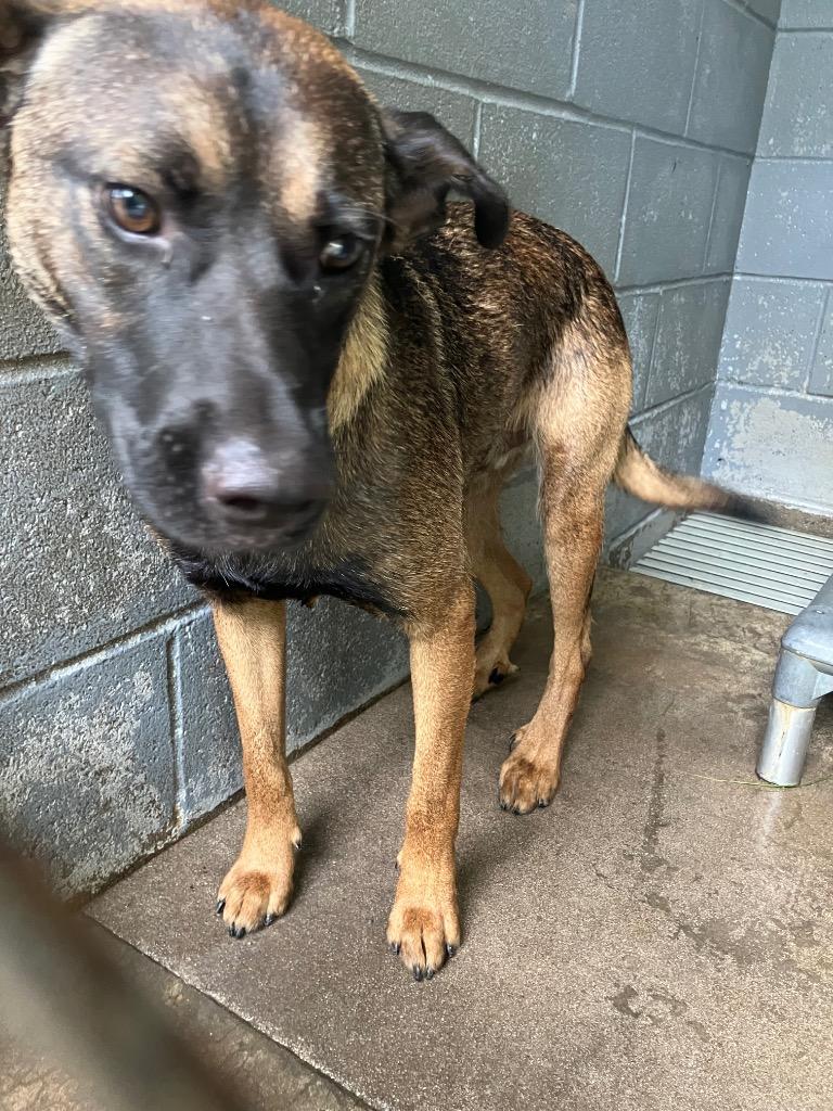 Enlarge Memphis, a ADOPTABLE mixed breed in Elizabethtown, NC image 3/3