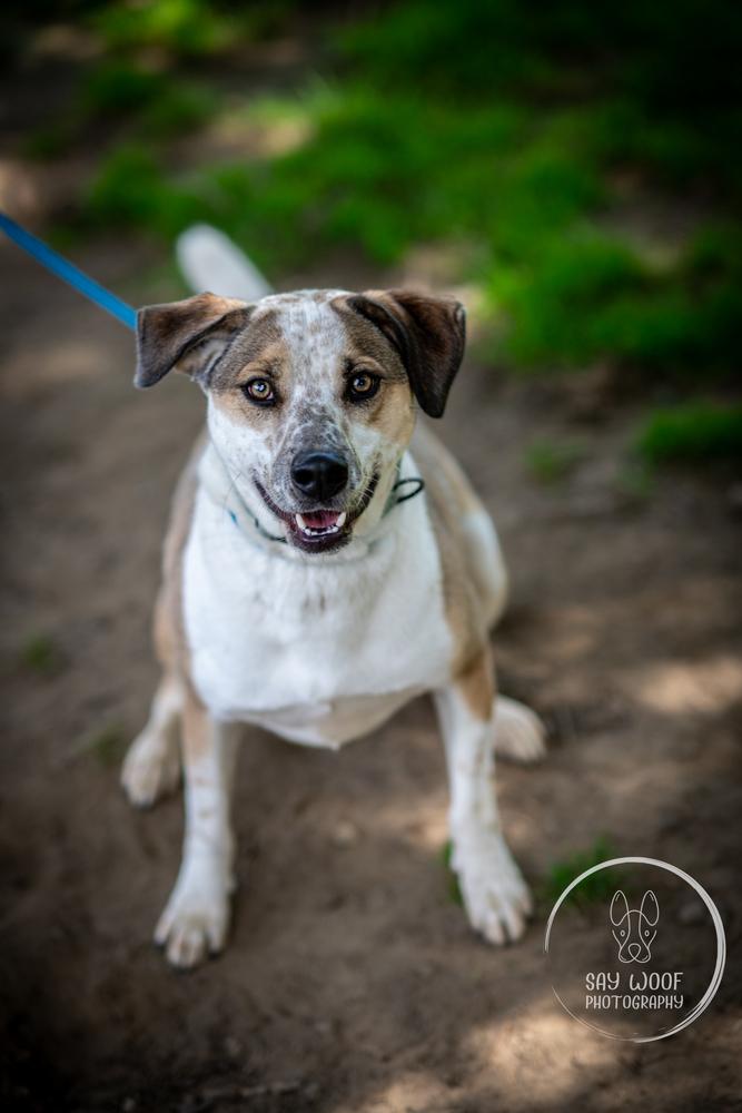 Enlarge Marvelous Moe, a Adoptable mixed breed in Brewster , NY image 1/6