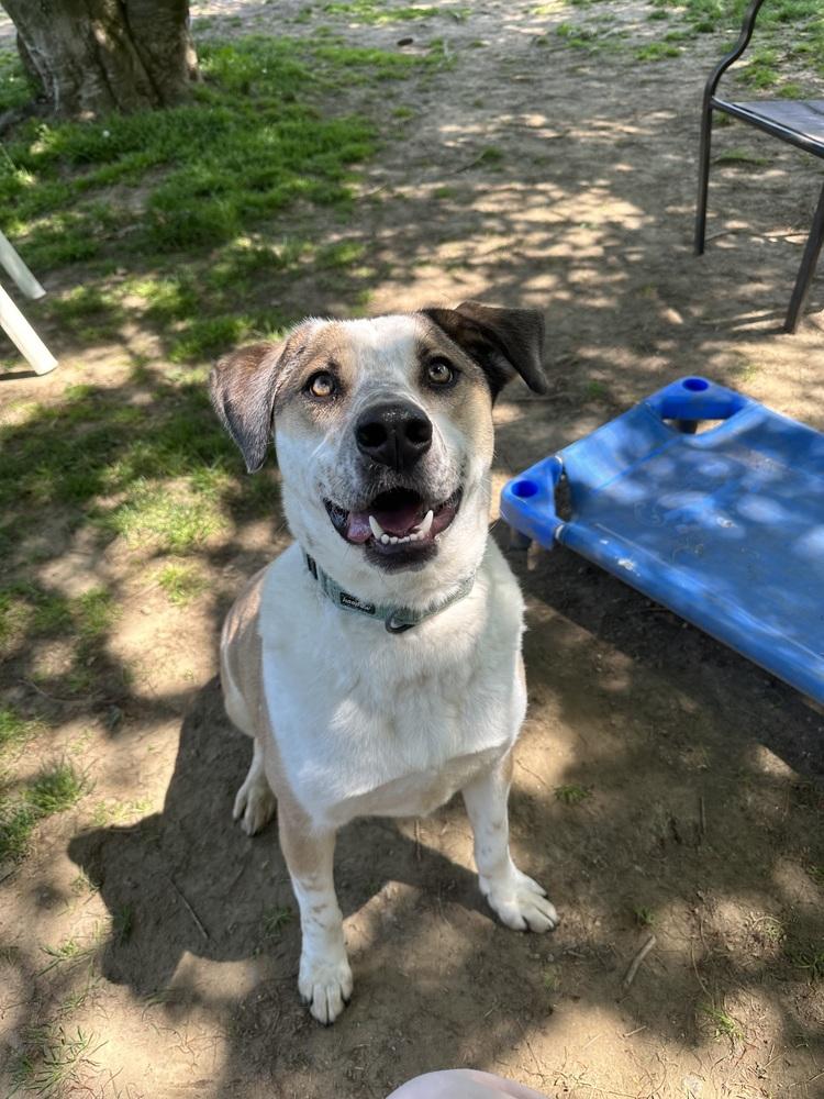 Enlarge Marvelous Moe, a Adoptable mixed breed in Brewster , NY image 3/6