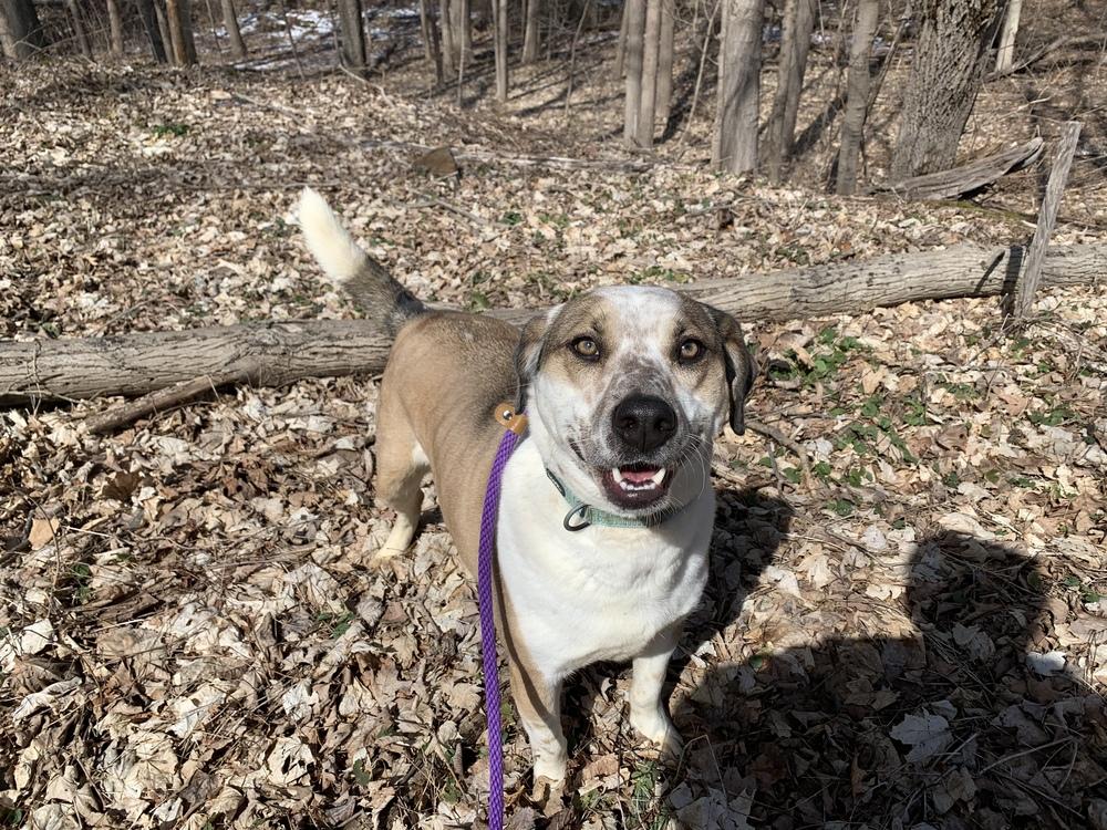 Enlarge Marvelous Moe, a Adoptable mixed breed in Brewster , NY image 4/6