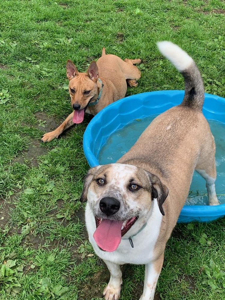 Enlarge Marvelous Moe, a Adoptable mixed breed in Brewster , NY image 5/6