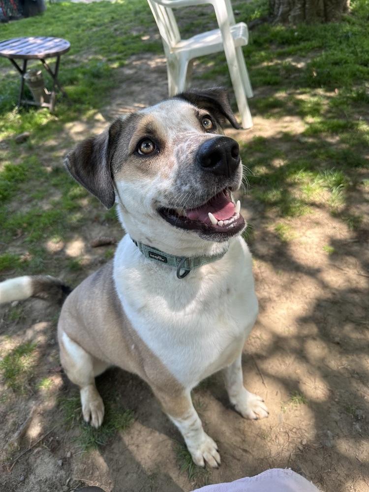 Enlarge Marvelous Moe, a Adoptable mixed breed in Brewster , NY image 6/6