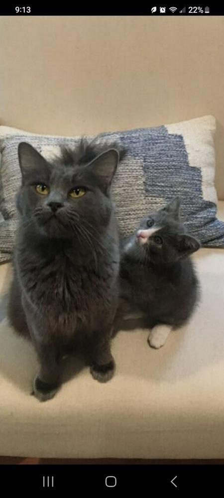 Darla, Adopted, Adult Female Nebelung & Domestic Medium Hair.