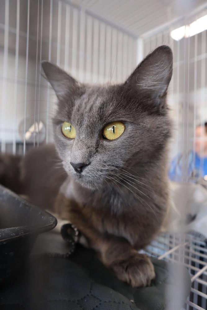 Enlarge Darla, a Adopted mixed breed in Manteca, CA image 1/5