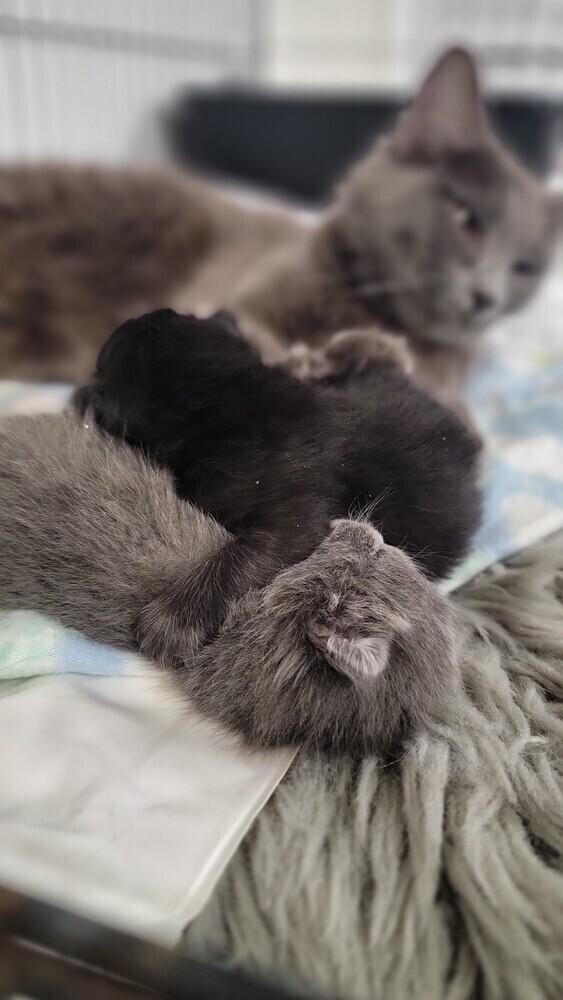 Enlarge Darla, a Adopted mixed breed in Manteca, CA image 2/5