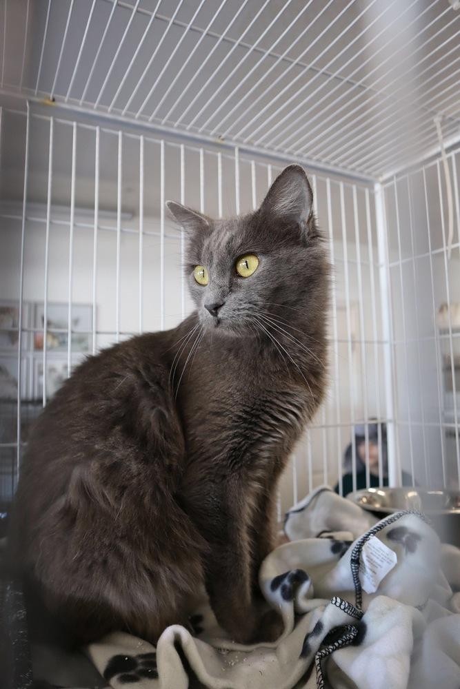 Enlarge Darla, a Adopted mixed breed in Manteca, CA image 4/5