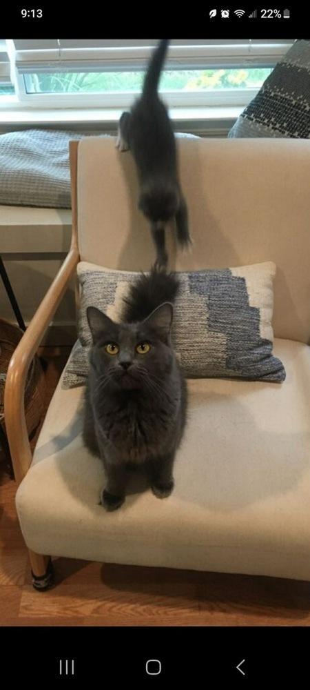 Enlarge Darla, a Adopted mixed breed in Manteca, CA image 5/5