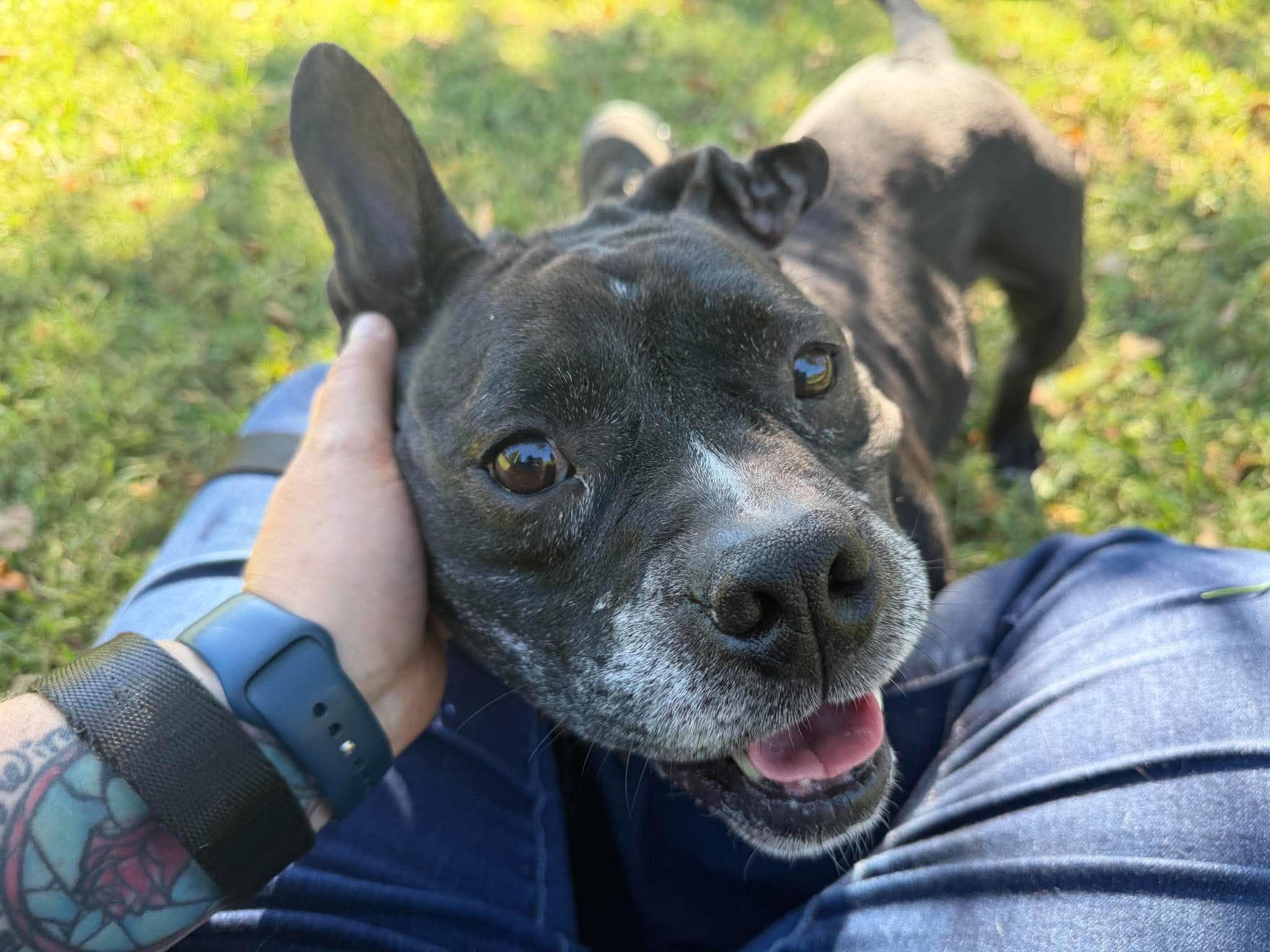 Enlarge Odessa, a Adoptable mixed breed in Alexandria , VA image 1/5
