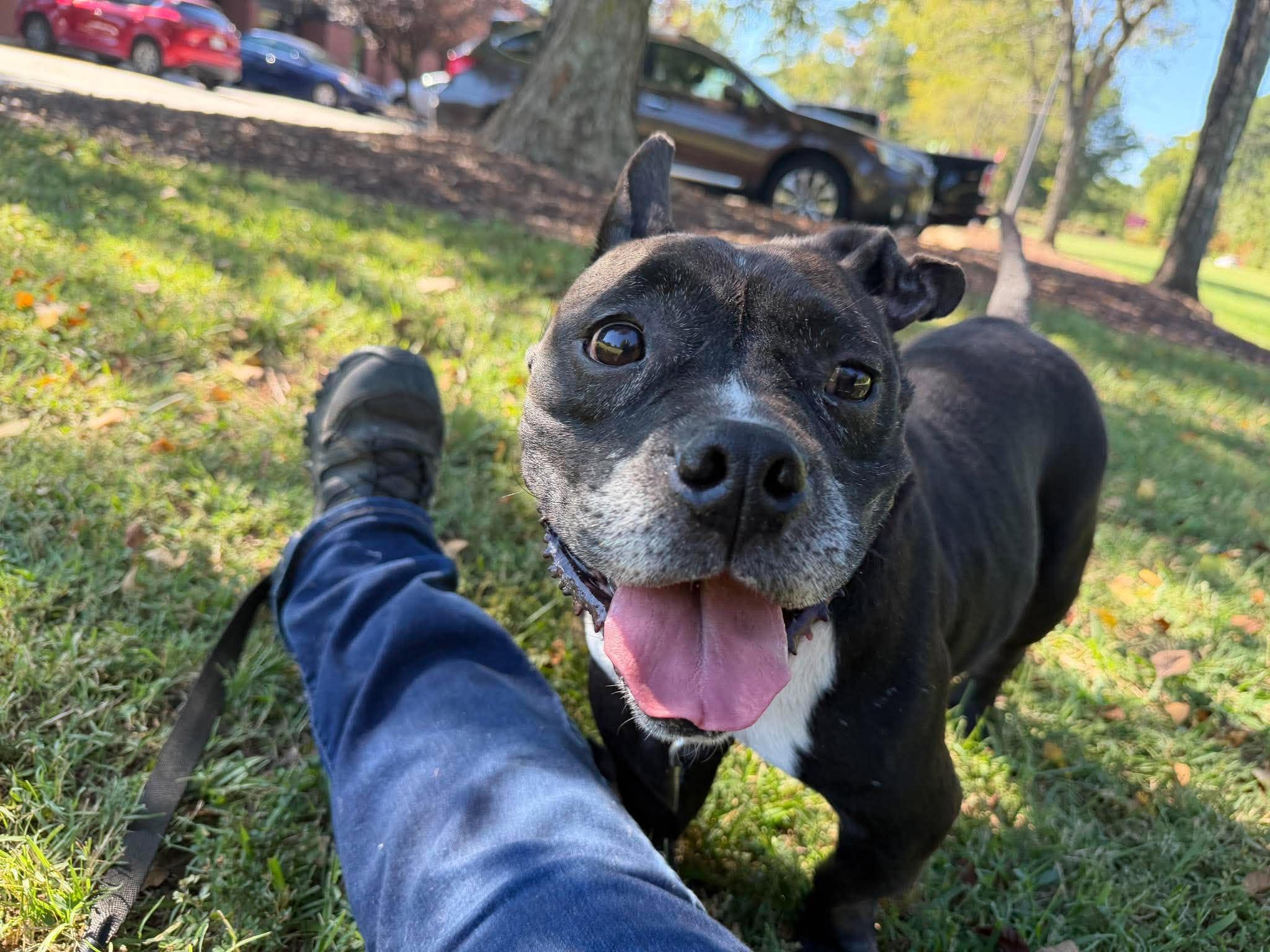 Enlarge Odessa, a Adoptable mixed breed in Alexandria , VA image 3/5
