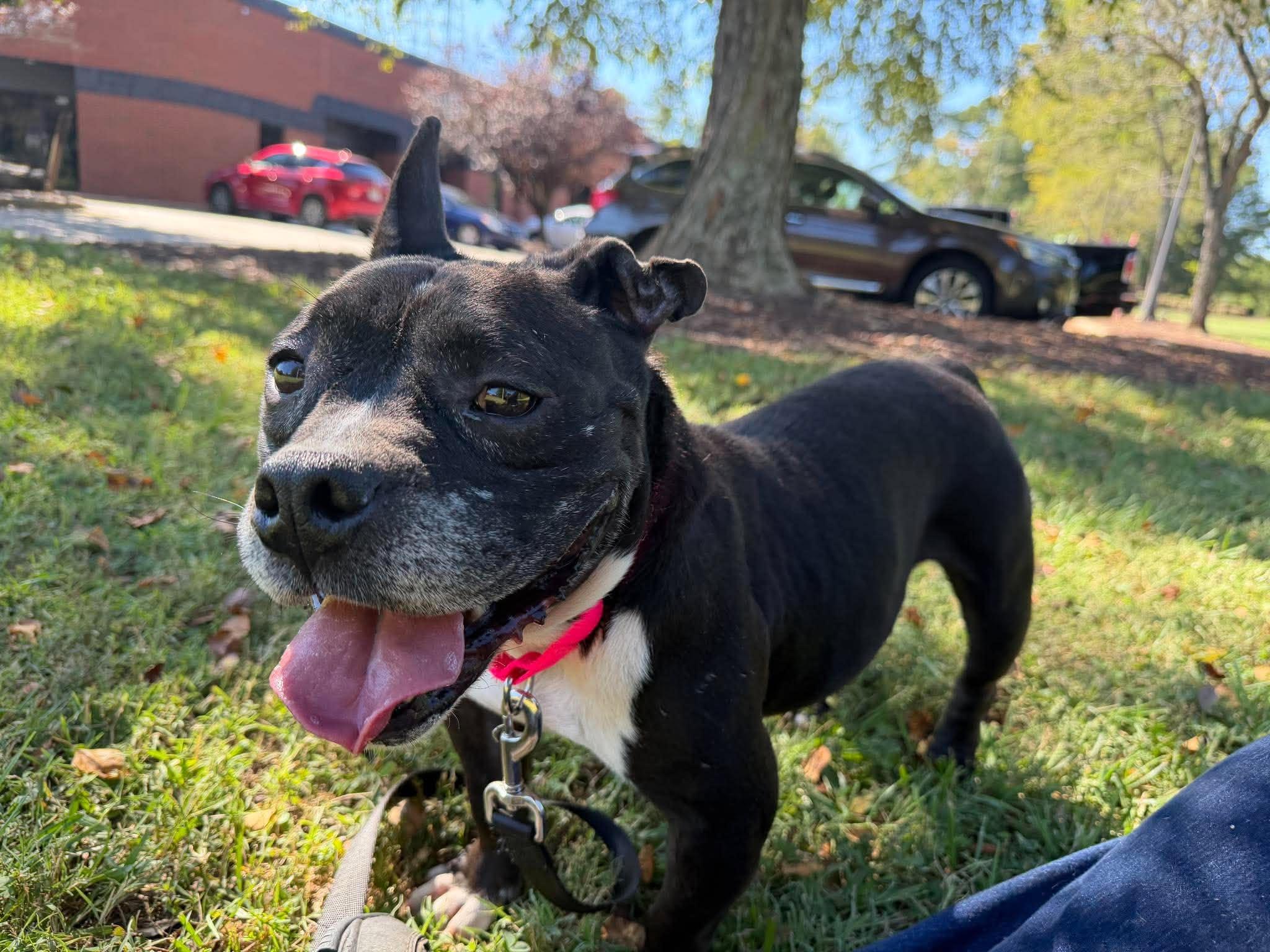 Enlarge Odessa, a Adoptable mixed breed in Alexandria , VA image 4/5