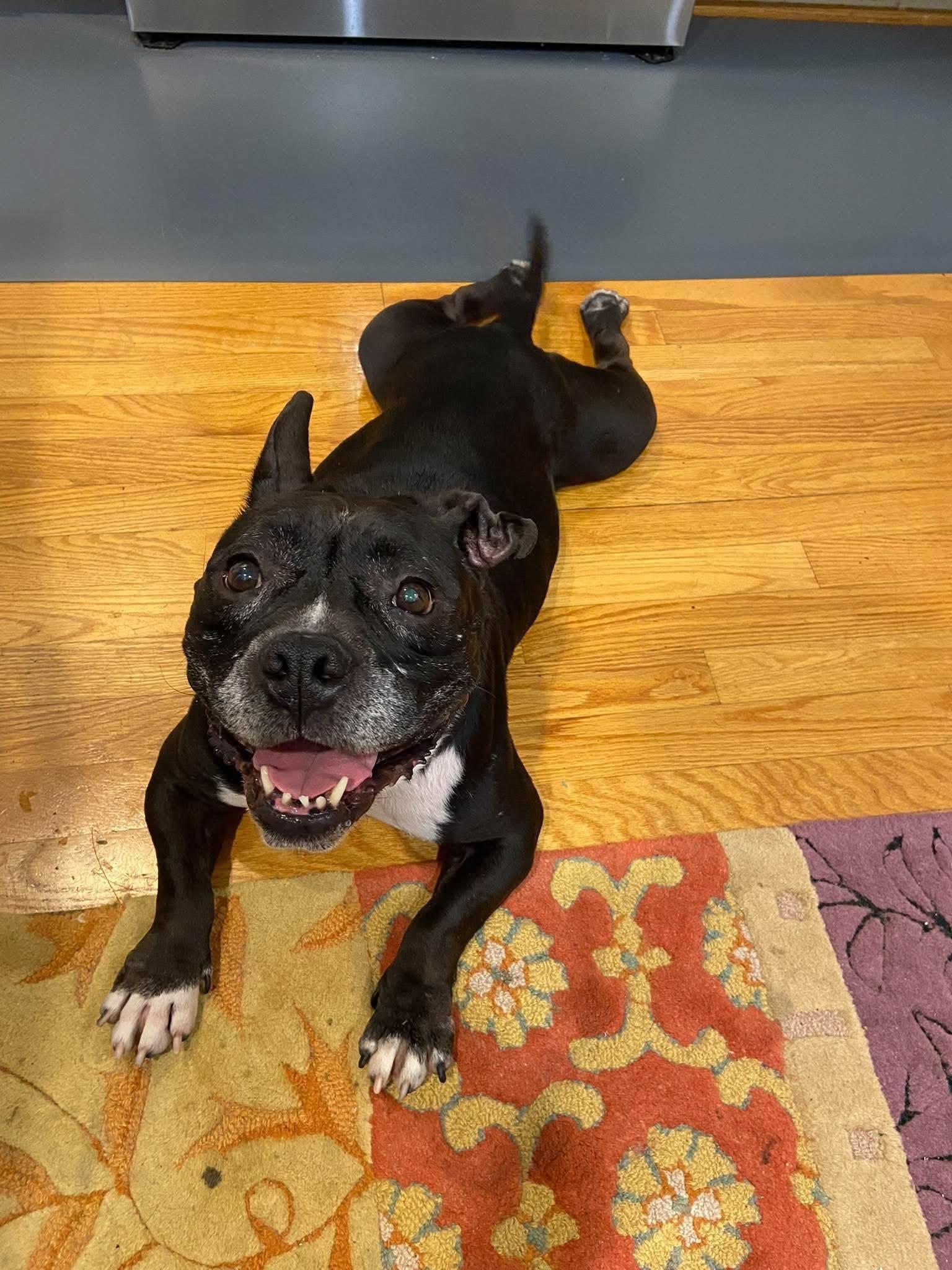 Enlarge Odessa, a Adoptable mixed breed in Alexandria , VA image 2/5