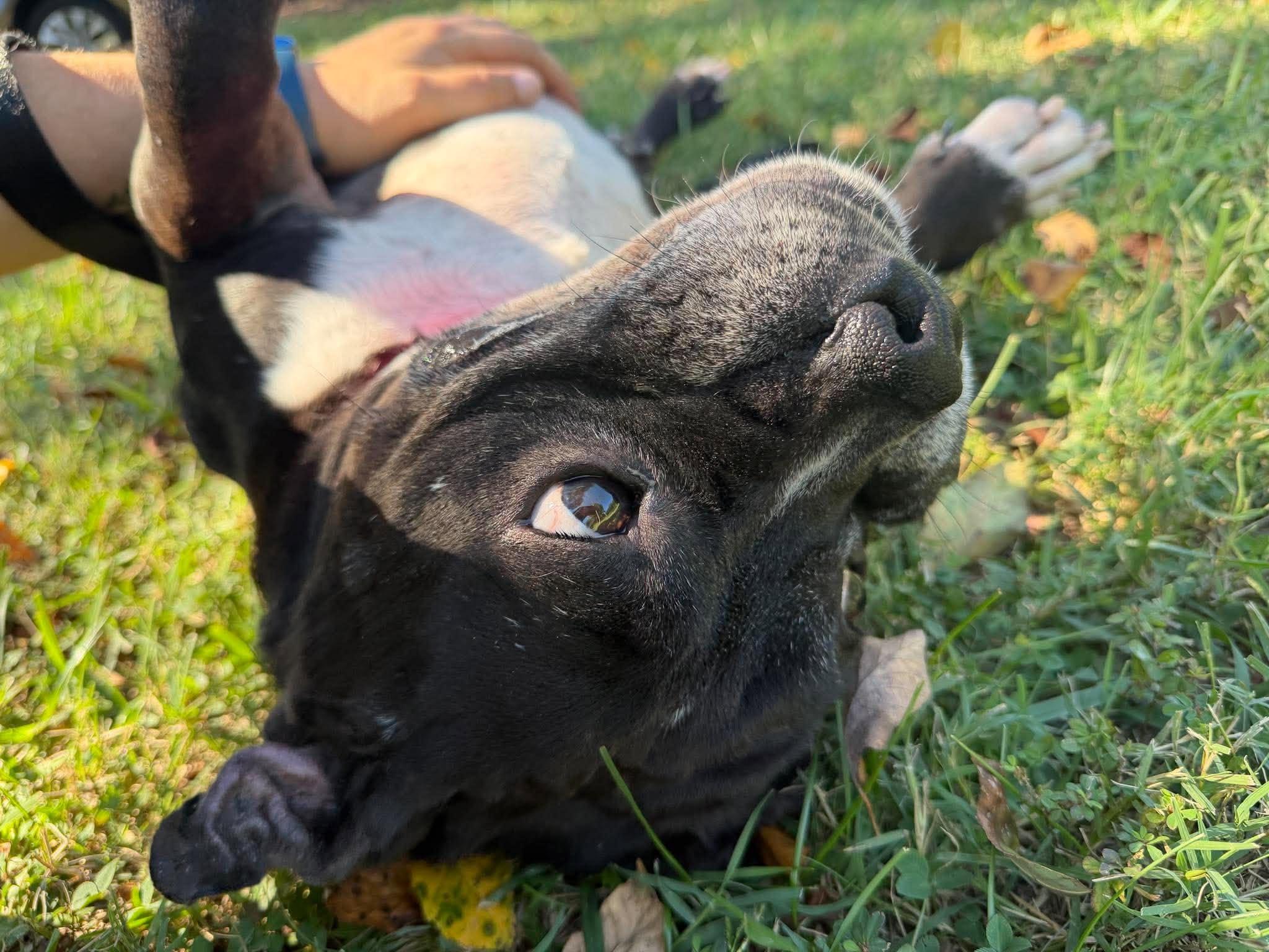 Enlarge Odessa, a Adoptable mixed breed in Alexandria , VA image 5/5