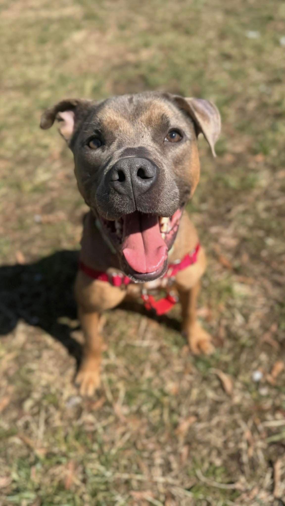 Goldie, a Adoptable mixed breed in Columbia, MD image 1/3