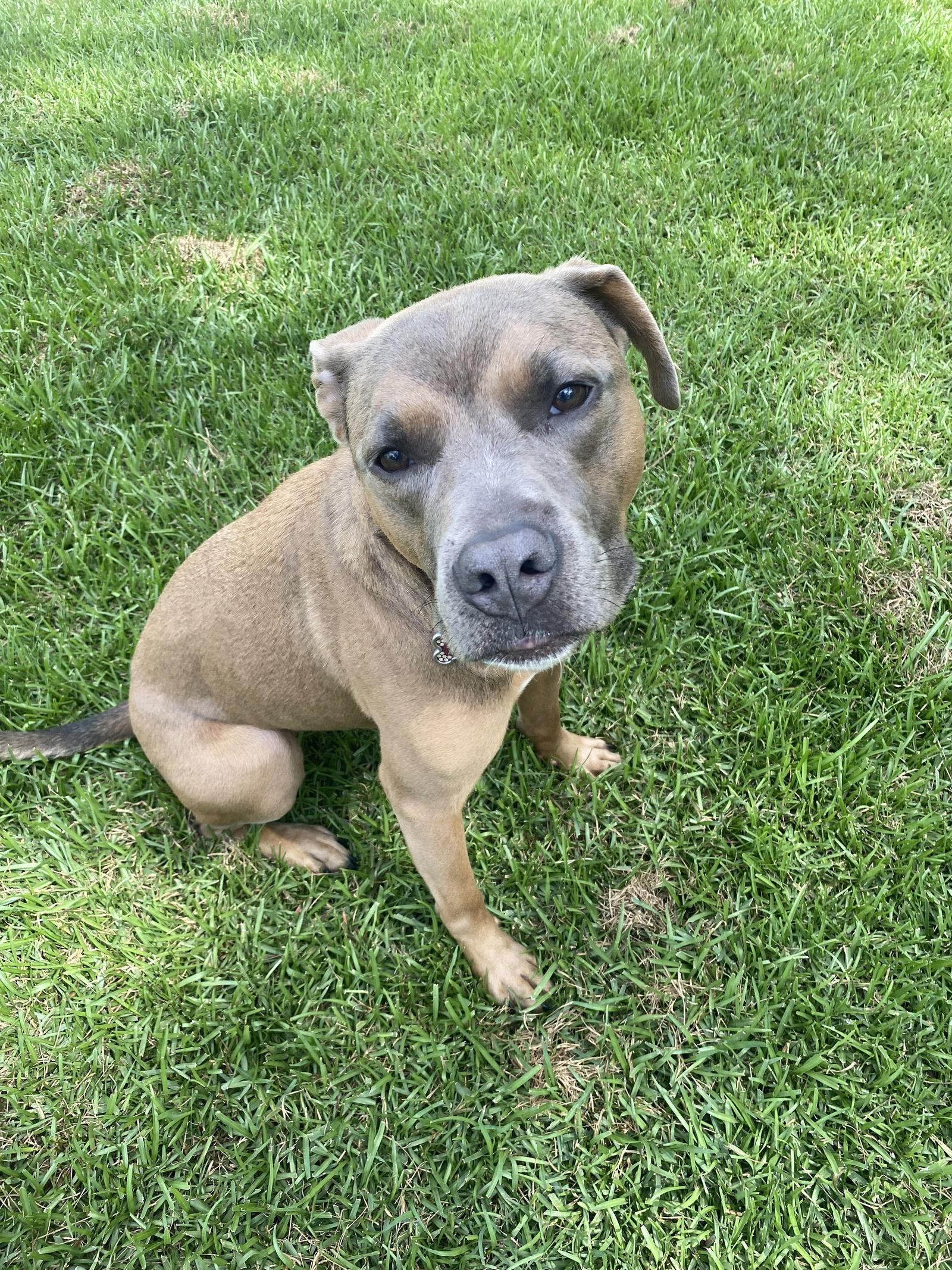 Goldie, a Adoptable mixed breed in Columbia, MD image 2/3