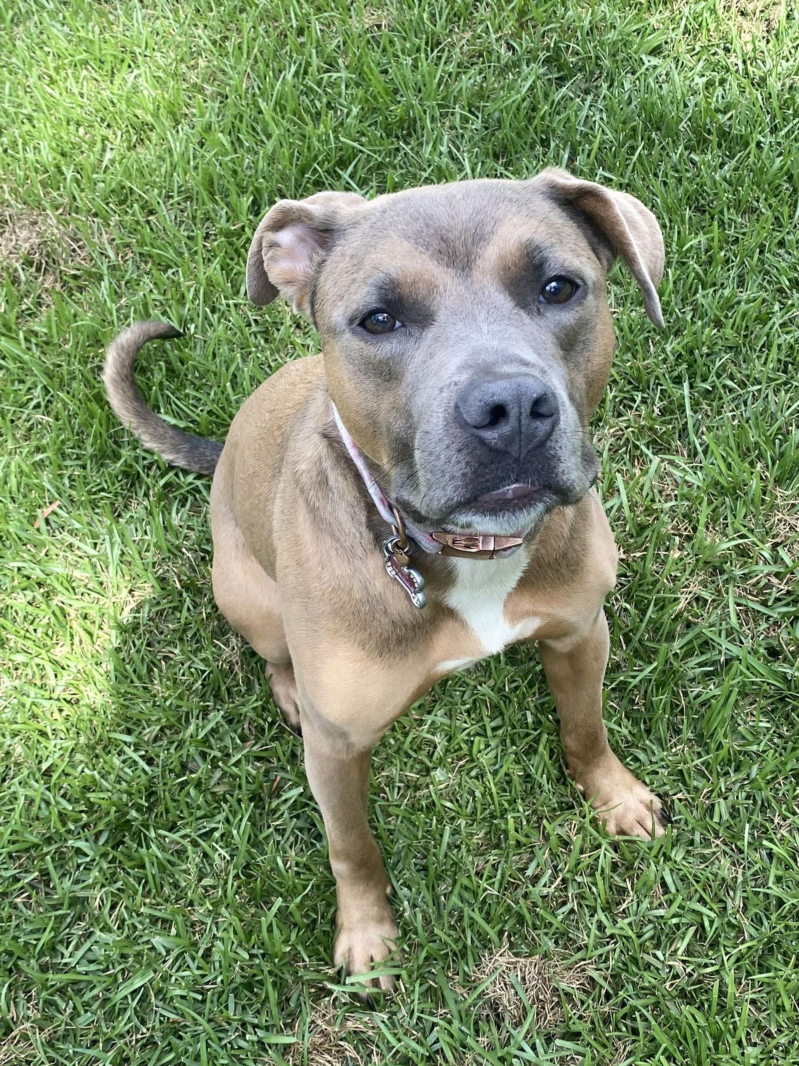 Goldie, a Adoptable mixed breed in Columbia, MD image 3/3