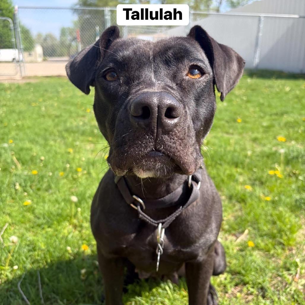 Tallulah, Adoptable, Adult Female Pit Bull Terrier.