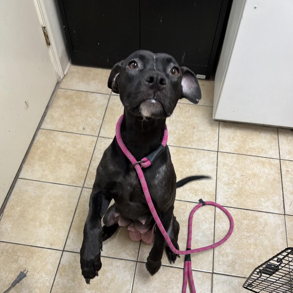 Tallulah, Adoptable, Adult Female Pit Bull Terrier.