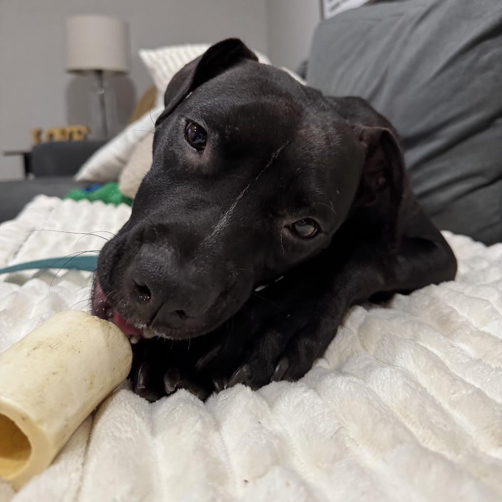 Enlarge Tallulah, a Adoptable Pit Bull Terrier in Pekin, IL image 3/6