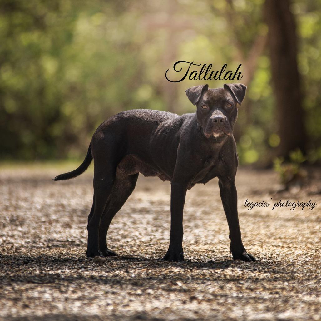 Enlarge Tallulah, a Adoptable Pit Bull Terrier in Pekin, IL image 3/6