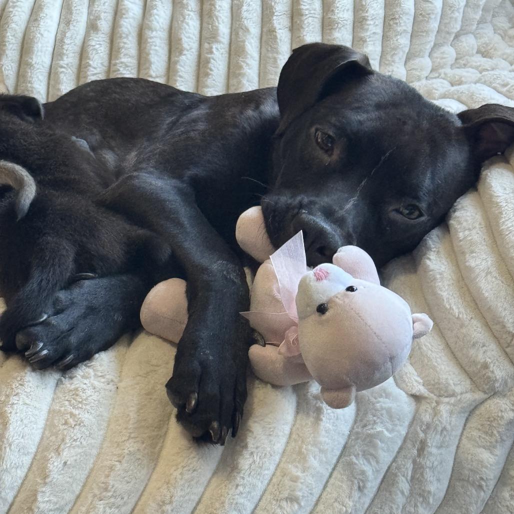 Enlarge Tallulah, a Adoptable Pit Bull Terrier in Pekin, IL image 4/6