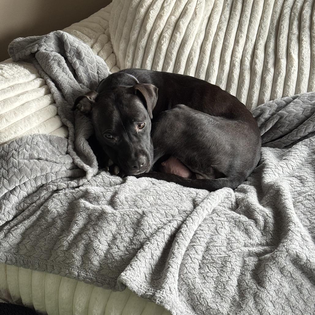 Enlarge Tallulah, a Adoptable Pit Bull Terrier in Pekin, IL image 5/6