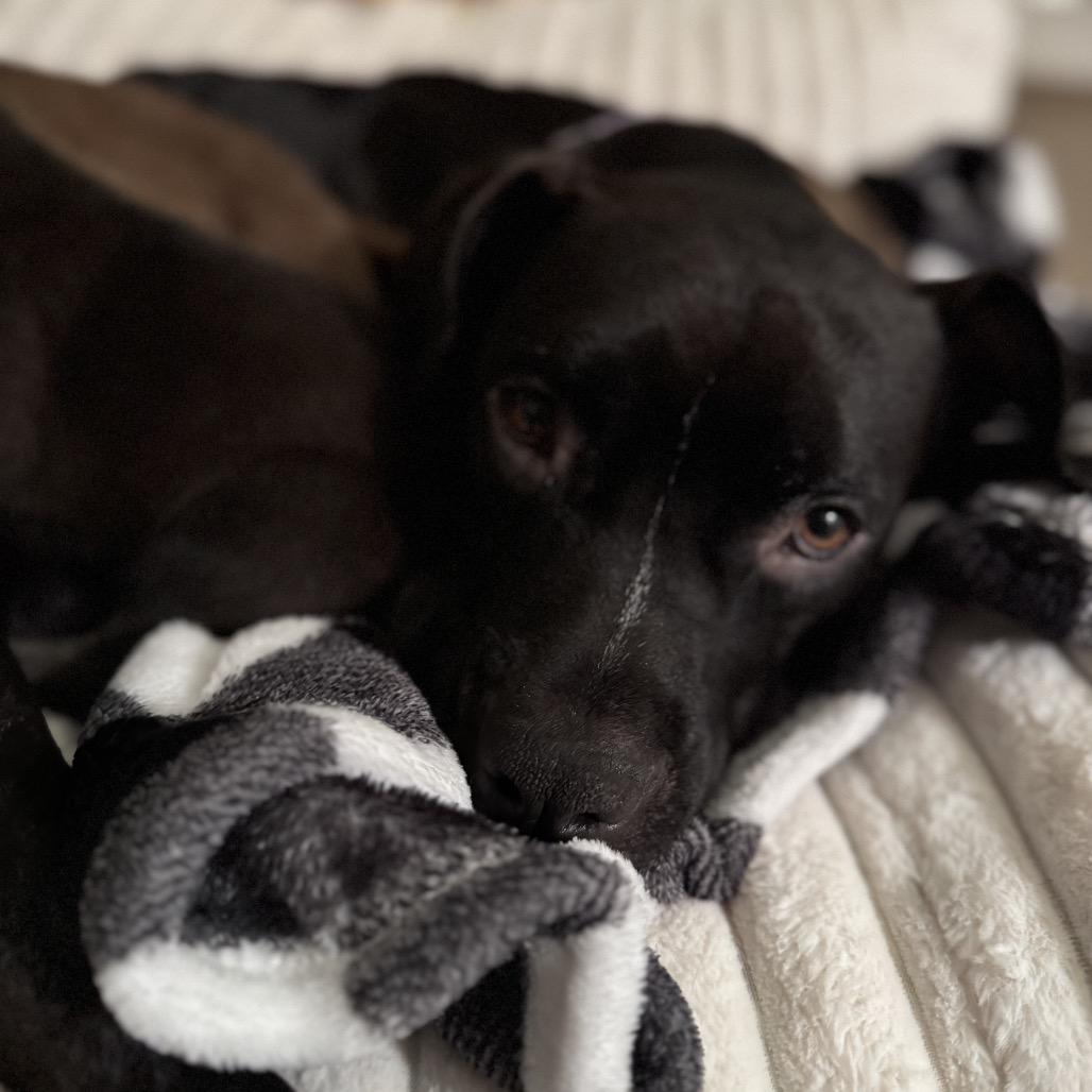 Enlarge Tallulah, a Adoptable Pit Bull Terrier in Pekin, IL image 6/6