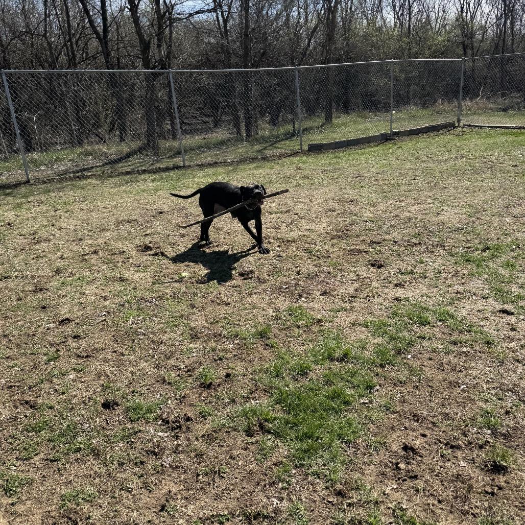 Tallulah, a Adoptable Pit Bull Terrier in Pekin, IL image 6/6