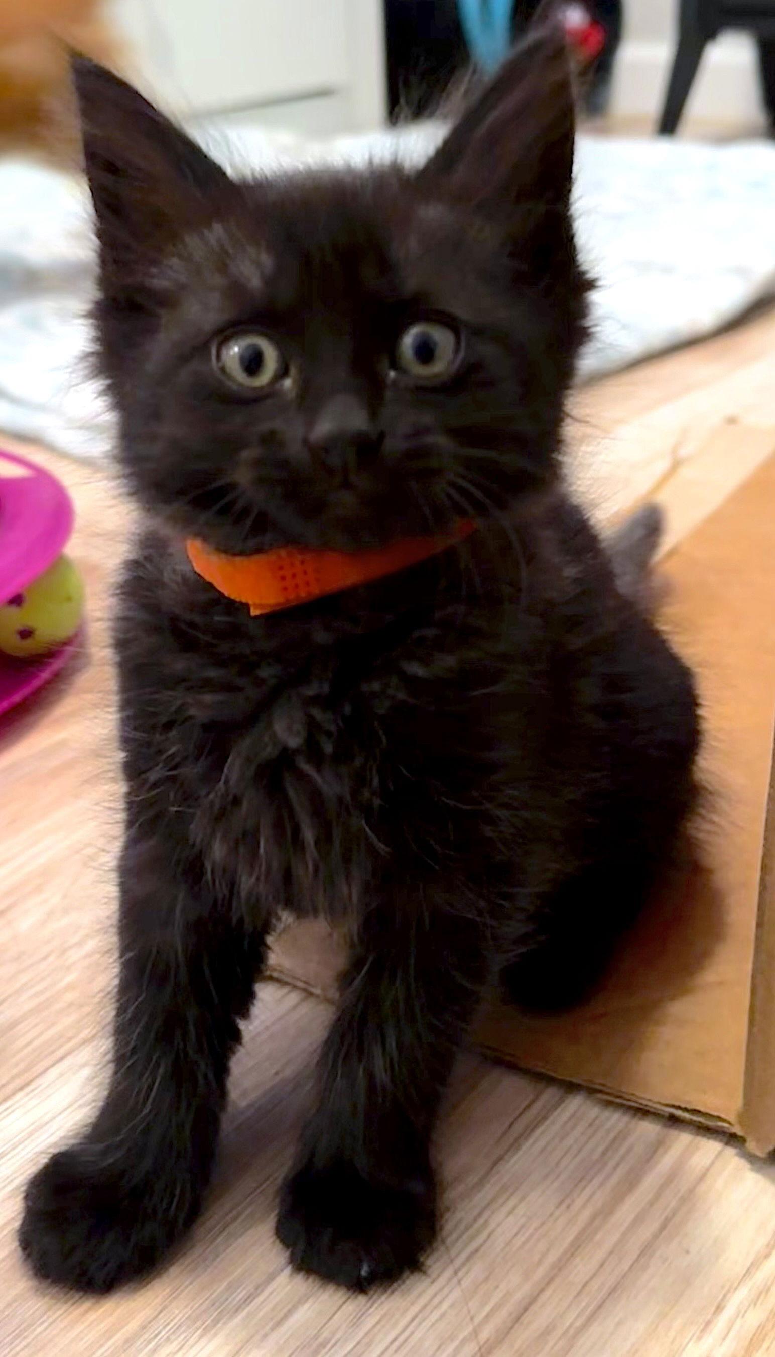 SRIRACHA - Bonded with Cheddar, Adopted, Kitten Female Domestic Medium Hair.