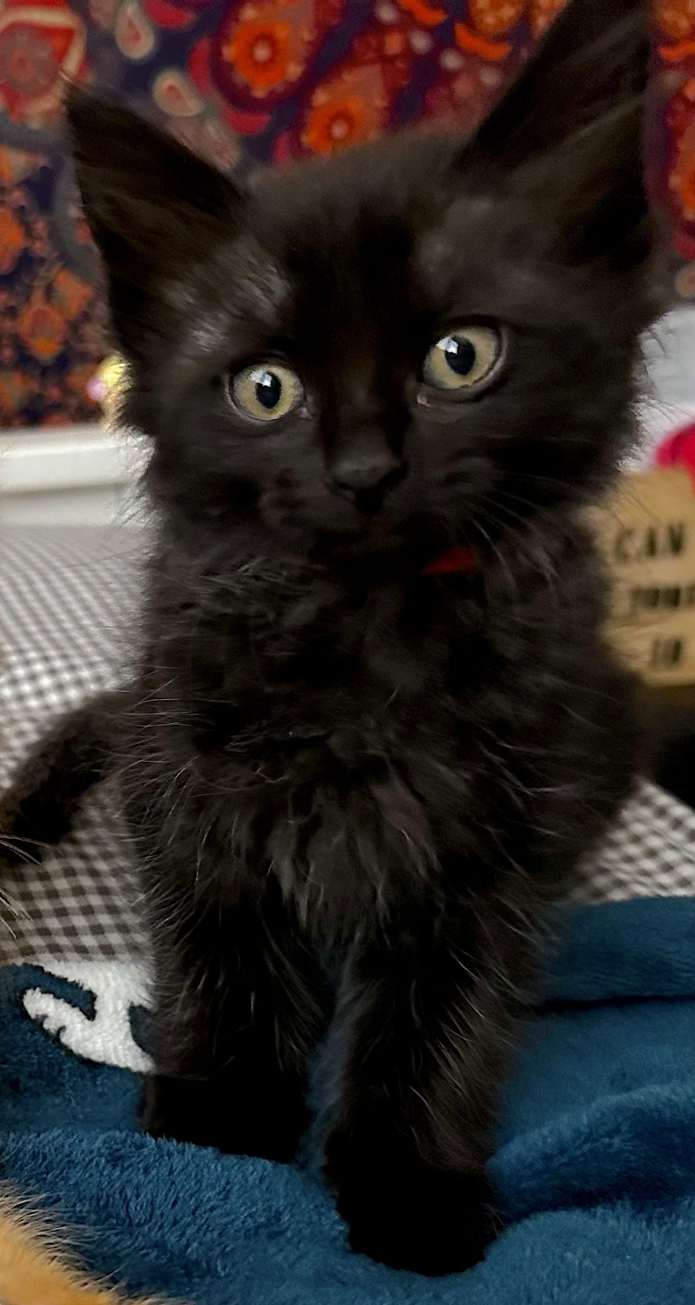 Enlarge SRIRACHA - Bonded with Cheddar, a Adopted Domestic Medium Hair in Fremont, CA image 2/3