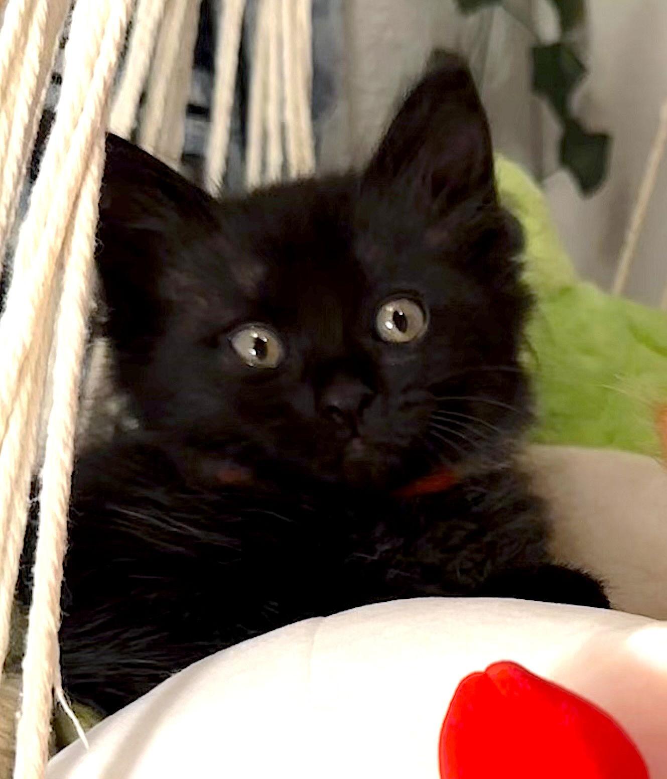 Enlarge SRIRACHA - Bonded with Cheddar, a Adopted Domestic Medium Hair in Fremont, CA image 3/3